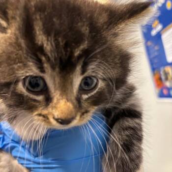 Ofelia -  Domestic Medium Hair Cat for Adoption in Allentown, Pennsylvania - Ofelia | PetCurious