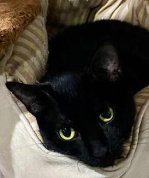 American Shorthair Cats Available for Adoption - Shadow | PetCurious