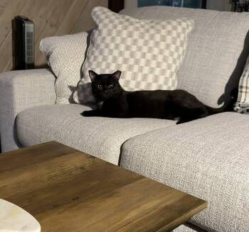 Rescue Domestic Short Hair Cats for Adoption in Cleveland, Ohio - THUNDERBIRD | PetCurious