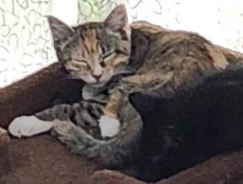 Dylan -  Domestic Short Hair Cat for Adoption in Lenexa, Kansas - Dylan | PetCurious