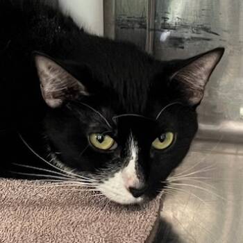 Rescue Domestic Short Hair Cats for Adoption in Cumming, Georgia - Moonshine | PetCurious