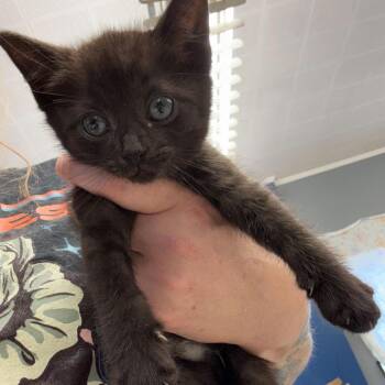 Domestic Medium Hair Cats Available for Adoption in Summerlee, West Virginia - Colt | PetCurious