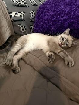 Sneakers and Racoon -  Siamese Cat for Adoption in Walnut Creek, California - Sneakers And Racoon | PetCurious