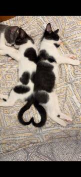 Rescue Tuxedo Cats for Adoption in Tampa, Florida - Chimi & Queso (bonded Brother Sister) | PetCurious