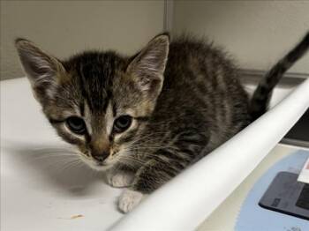 Domestic Short Hair Cats Available for Adoption in Tracy, California - AZAHAR | PetCurious