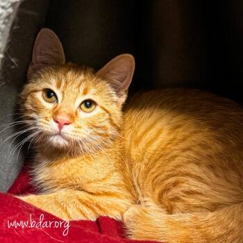 Rusty -  Domestic Short Hair Cat for Adoption in Cheyenne, Wyoming - Rusty | PetCurious