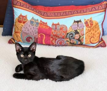 Betsy -  Domestic Short Hair Cat for Adoption in Fort Myers, Florida - Betsy | PetCurious