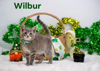 Domestic Short Hair Cats Available for Adoption - Wilbur | PetCurious