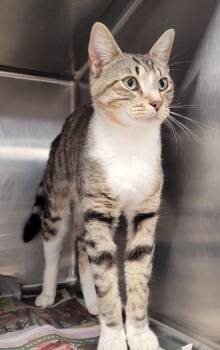 Domestic Short Hair Cats Available for Adoption in Hopkinsville, Kentucky - Hunter | PetCurious