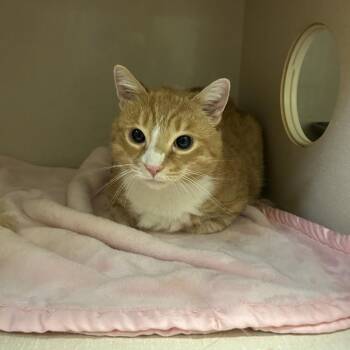 Cheeto -  Domestic Short Hair Cat for Adoption in Conway, New Hampshire - Cheeto | PetCurious