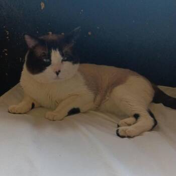 Trouble -  Domestic Short Hair Cat for Adoption in Las Vegas, Nevada - Trouble | PetCurious