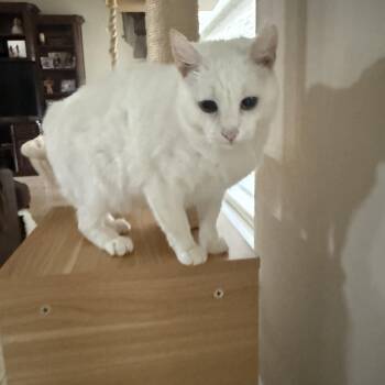 Zayna OR14315-T -  Manx and Domestic Short Hair Cat for Adoption in Missouri City, Texas - Zayna OR14315-T | PetCurious