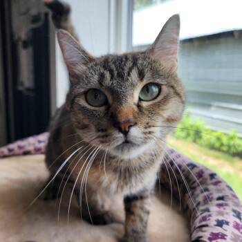 Maeve -  Domestic Short Hair Cat for Adoption in Ely, Minnesota - Maeve | PetCurious