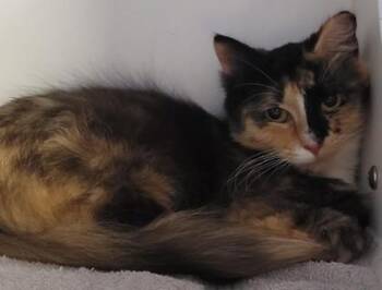 Red Bull (Barn Cat) -  Domestic Medium Hair and Domestic Short Hair Cat for Adoption in Savannah, Georgia - Red Bull (Barn Cat) | PetCurious
