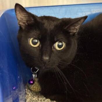 Domestic Short Hair Cats Available for Adoption in Lansing, Michigan - Persephone | PetCurious