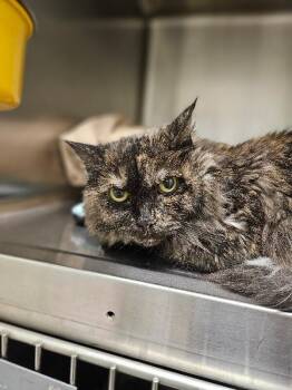 Domestic Medium Hair Cats Available for Adoption - Sasha | PetCurious