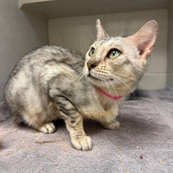 Cavatappi -  Domestic Short Hair Cat for Adoption in Fairport, New York - Cavatappi | PetCurious