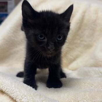 Domestic Short Hair Cats Available for Adoption in Bullhead City, Arizona - Hunter | PetCurious