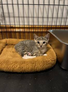 Midge -  Domestic Short Hair Cat for Adoption in Emerald Isle, North Carolina - Midge | PetCurious