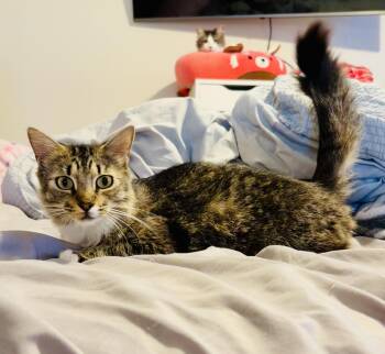 Rescue Tabby Cats for Adoption in Bethel, Connecticut - Georgia | PetCurious