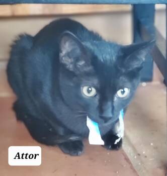 Rescue Domestic Short Hair Cats for Adoption in Snyder, Texas - Attor | PetCurious