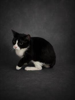 Domestic Short Hair Cats Available for Adoption in Winter Haven, Florida - LUNA | PetCurious