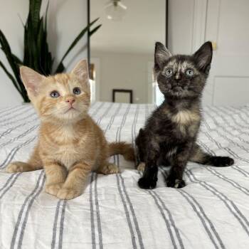 Chianti & Reisling -  Domestic Short Hair Cat for Adoption - Chianti & Reisling | PetCurious
