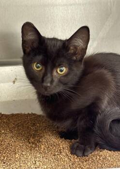Leopoldo -  Domestic Short Hair Cat for Adoption in Vancouver, Washington - Leopoldo | PetCurious