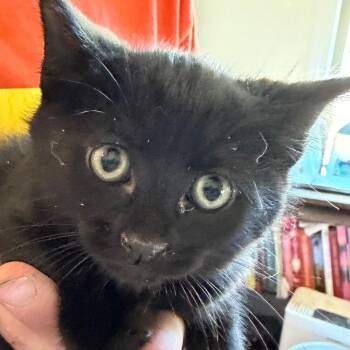 Indigo -  Domestic Long Hair Cat for Adoption in Klamath Falls, Oregon - Indigo | PetCurious