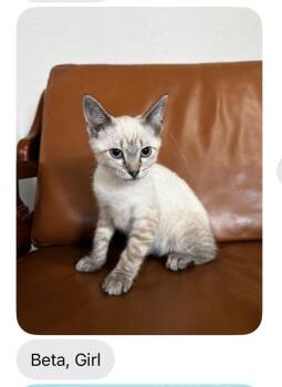Beta -  Siamese Cat for Adoption in Mustang, Oklahoma - Beta | PetCurious