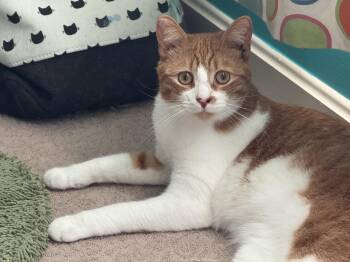 Rescue Domestic Short Hair Cats for Adoption in North East, Maryland - Nacho | PetCurious