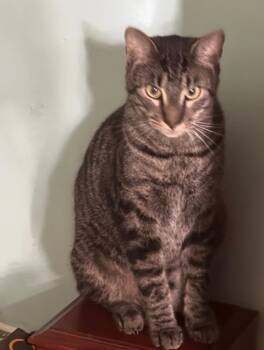 Thor -  Domestic Short Hair Cat for Adoption in Irmo, South Carolina - Thor | PetCurious