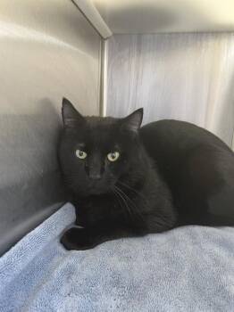 Domestic Medium Hair Cats Available for Adoption - BUDDY | PetCurious