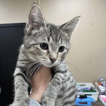 Curry -  Domestic Short Hair Cat for Adoption in Naperville, Illinois - Curry | PetCurious