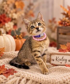 Keeley -  Tabby Cat for Adoption in Tavares, Florida - Keeley | PetCurious