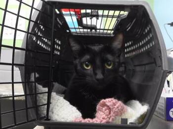 Domestic Short Hair Cats Available for Adoption in Omaha, Nebraska - LUCKY | PetCurious