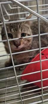 Domestic Short Hair Cats Available for Adoption in Edgewood, New Mexico - Raptor | PetCurious