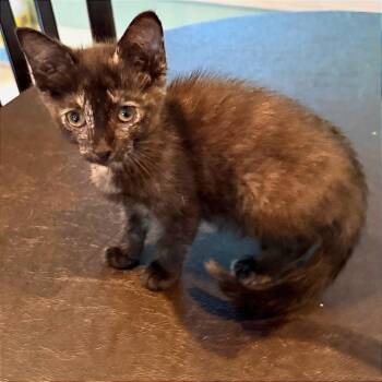 Domestic Short Hair Cats Available for Adoption in Chattanooga, Tennessee - Victoria | PetCurious