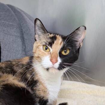 Saprine -  Domestic Short Hair Cat for Adoption in State College, Pennsylvania - Saprine | PetCurious