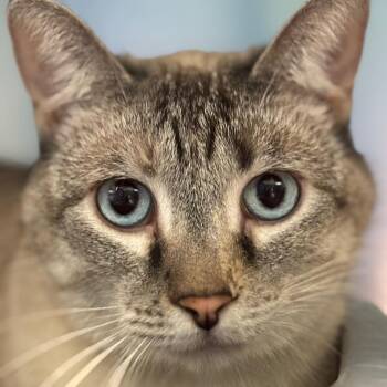 Domestic Short Hair Cats Available for Adoption in Walker, Michigan - Iris | PetCurious