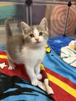 Domestic Short Hair Cats Available for Adoption in Chesapeake Beach, Maryland - Nya | PetCurious