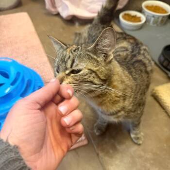 Domestic Short Hair Cats Available for Adoption in Flagstaff, Arizona - Laurel W/ Yanny - Sweetest Lap Kitty | PetCurious