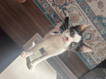 Flea and Bee -  Domestic Short Hair Cat for Adoption in Cedars, Pennsylvania - Flea And Bee | PetCurious