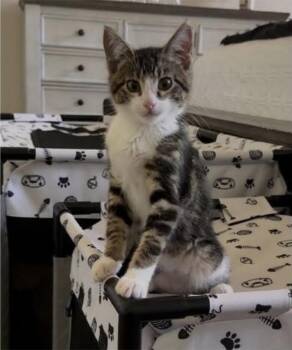 Ray -  Domestic Short Hair Cat for Adoption in Eugene, Oregon - Ray | PetCurious