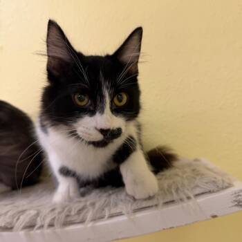 Sir Duke -  Domestic Long Hair Cat for Adoption in Las Vegas, Nevada - Sir Duke | PetCurious