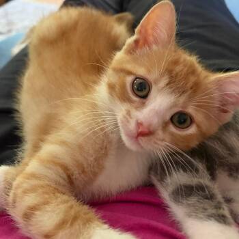 Wally -  Domestic Short Hair Cat Available for Adoption in Columbia, Missouri - Wally | PetCurious