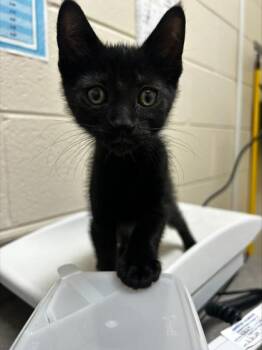 Rishi -  Domestic Short Hair Cat for Adoption in Westland, Michigan - Rishi | PetCurious