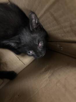 MATOR -  Domestic Short Hair Cat for Adoption in Dallas, Texas - MATOR | PetCurious