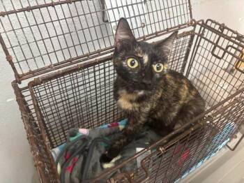 Domestic Short Hair Cats Available for Adoption in Sorrento, Louisiana - 26-0287C | PetCurious