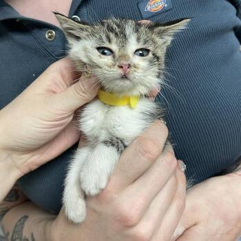 Sweet Revenge -  Domestic Short Hair Cat for Adoption in Bloomington, Illinois - Sweet Revenge | PetCurious